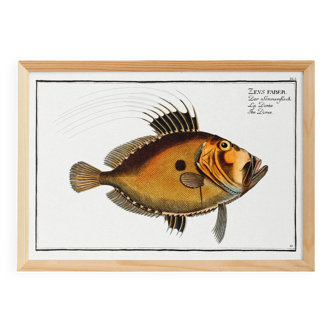 Poster about the Saint-Pierre, based on an old engraving from 1746.