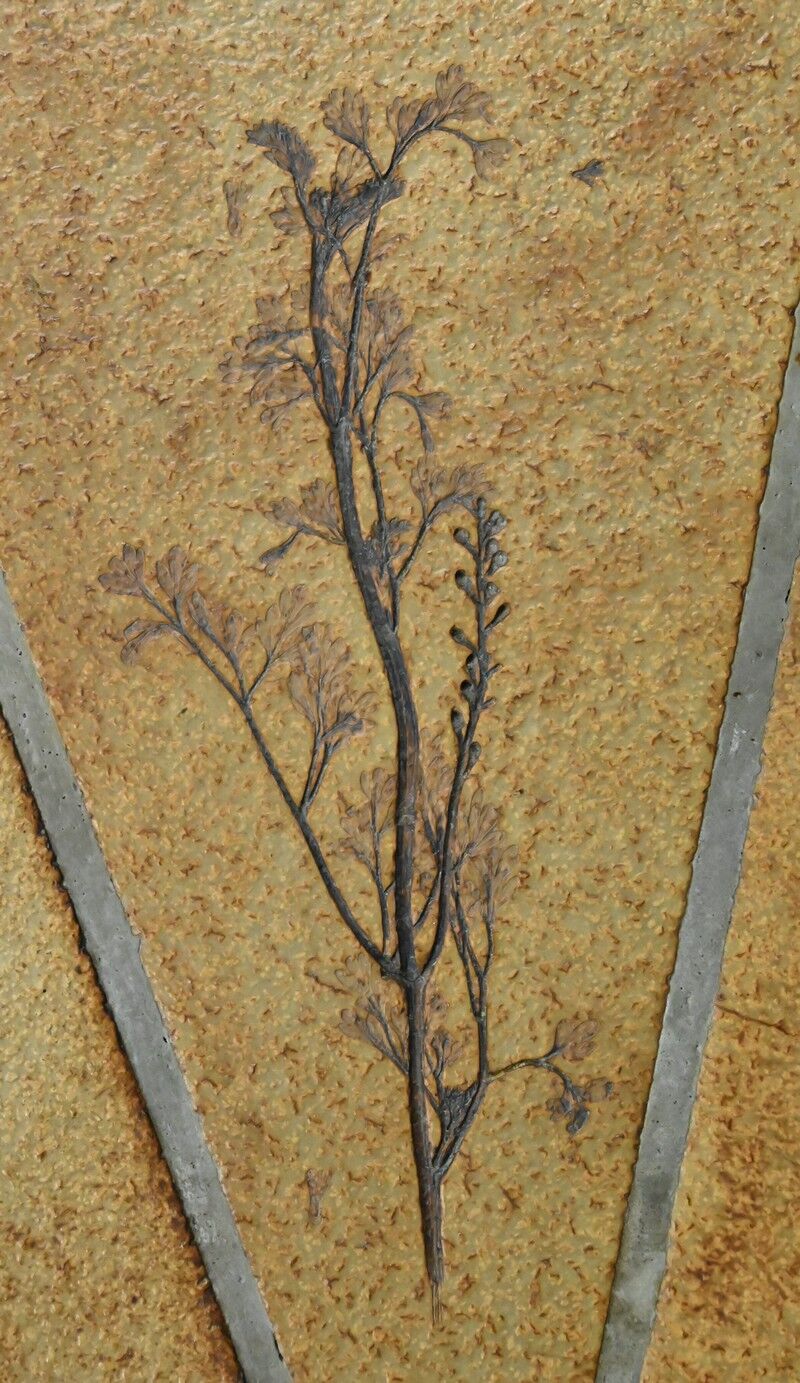 Oval coffee table signed R. Capron, collection les Herbiers, Vallauris – 1960