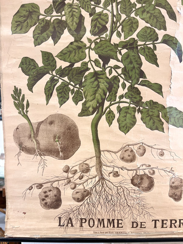 Old Deyrolle board "The potato"