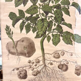 Old Deyrolle board "The potato"