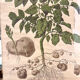 Ancienne planche Deyrolle “La pomme de terre”