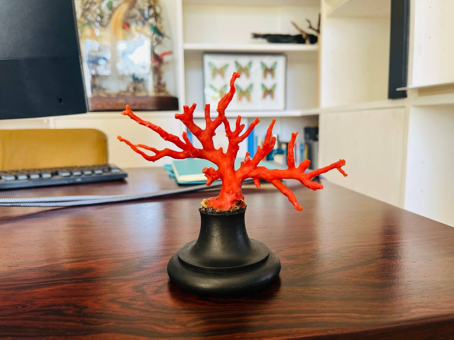 Red coral branch red coral natural history cabinet of curiosities