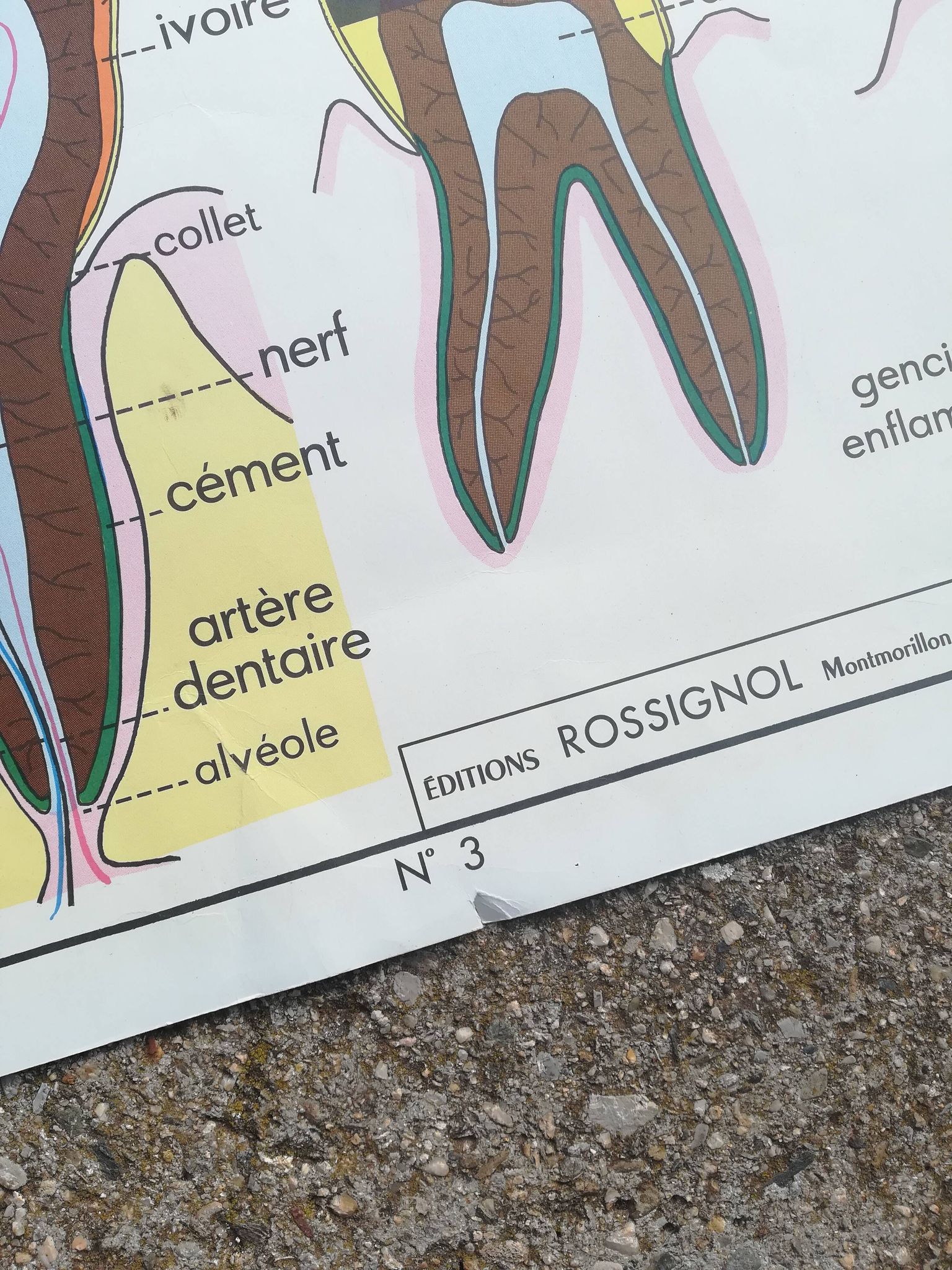 Vintage school poster N°3 Teeth N°4 Digestion Rossignol