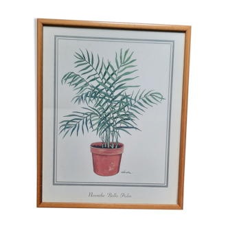 Illustration plante verte