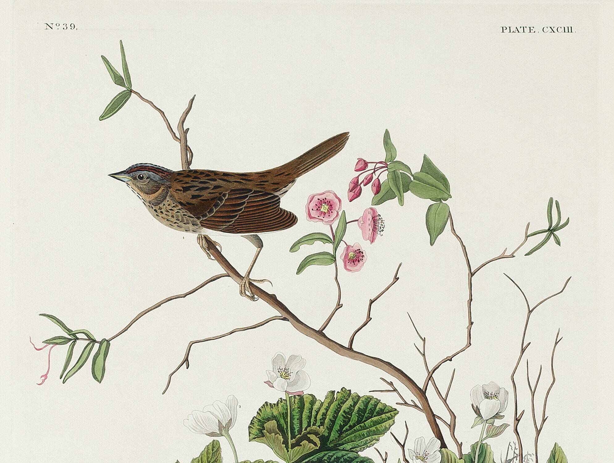 Poster about the Lincoln's Bunting, after an old engraving from 1827.