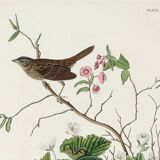 Poster about the Lincoln's Bunting, after an old engraving from 1827.