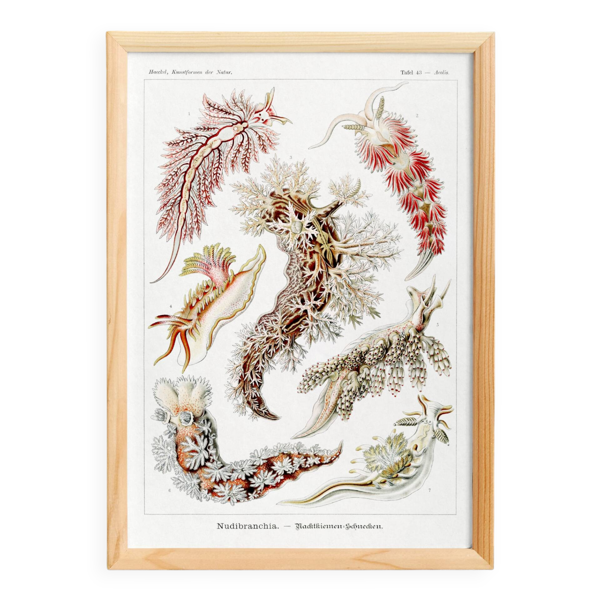Poster about sea slugs, based on an old lithograph from 1904.