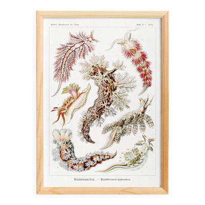 Affiche sur les limaces de mer, d’après une lithographie ancienne de 1904.