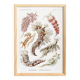 Poster about sea slugs, based on an old lithograph from 1904.