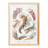 Affiche sur les limaces de mer, d’après une lithographie ancienne de 1904.