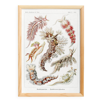 Poster about sea slugs, based on an old lithograph from 1904.