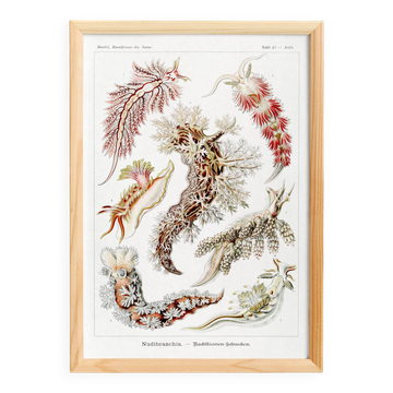 Poster about sea slugs, based on an old lithograph from 1904.
