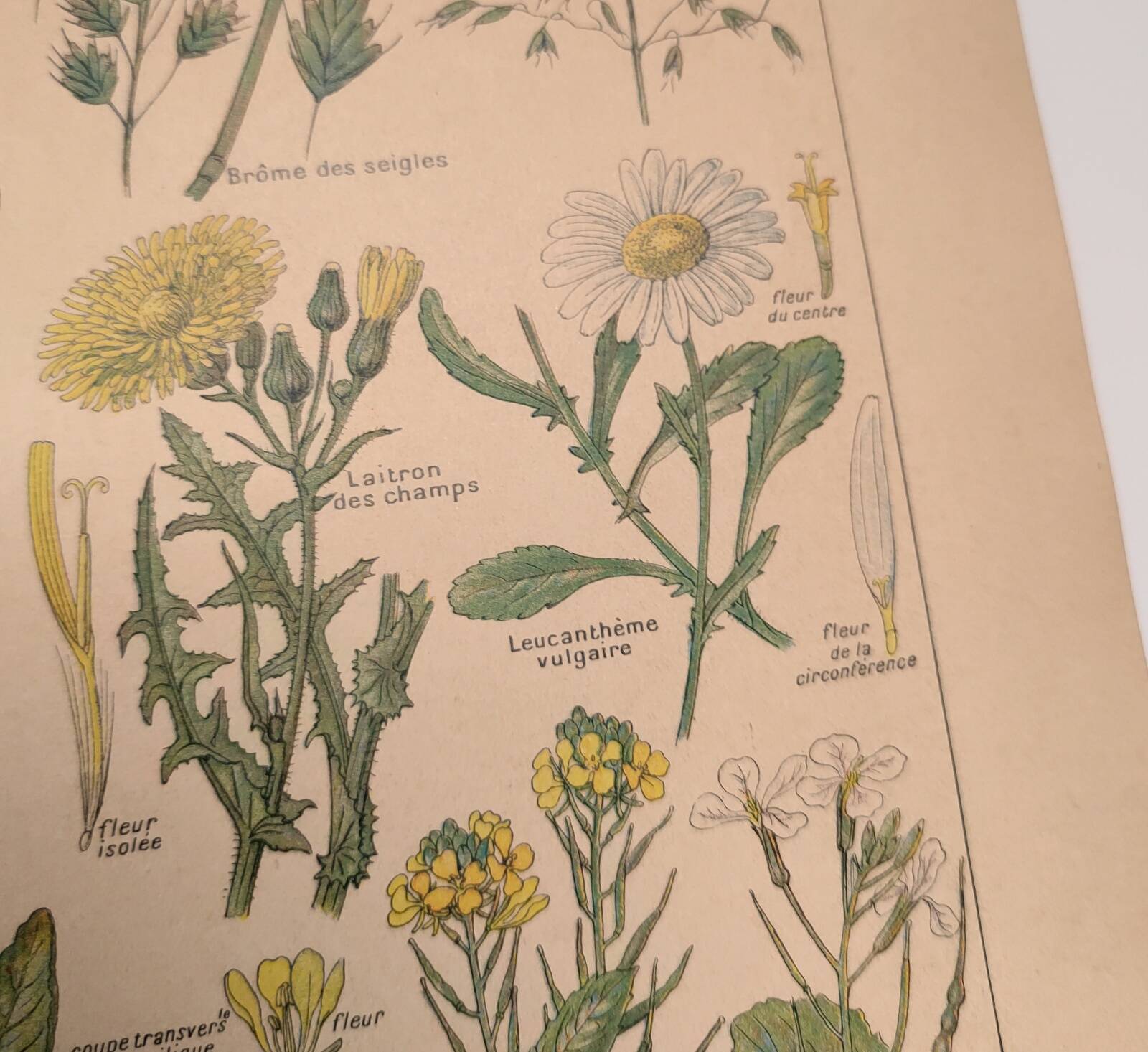 Original engraving from 1922 - "weeds" - Old botanical plate of weeds
