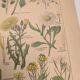 Original engraving from 1922 - "weeds" - Old botanical plate of weeds