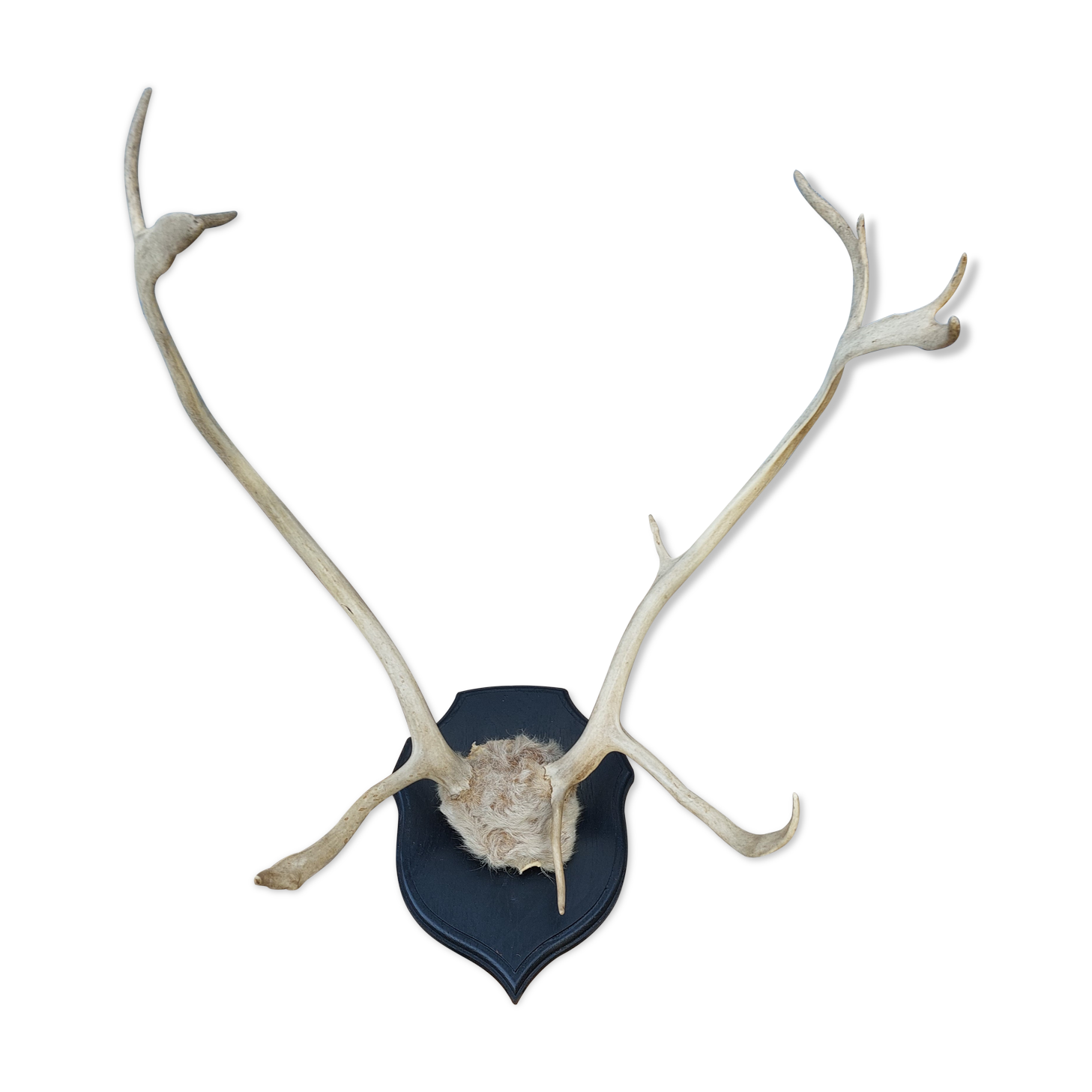 Reindeer trophy