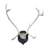 Reindeer trophy