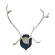 Reindeer trophy