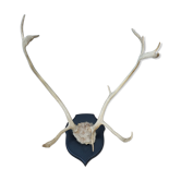 Reindeer trophy