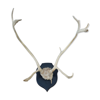 Reindeer trophy
