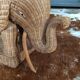 Wicker elephant side table