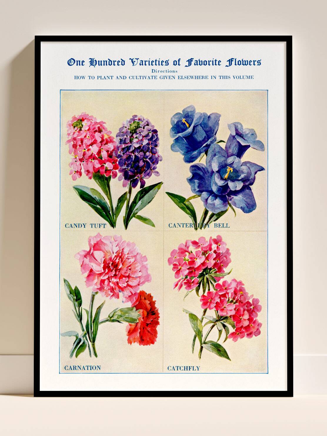 Affiche sur les giroflées, campanules, œillets et silènes