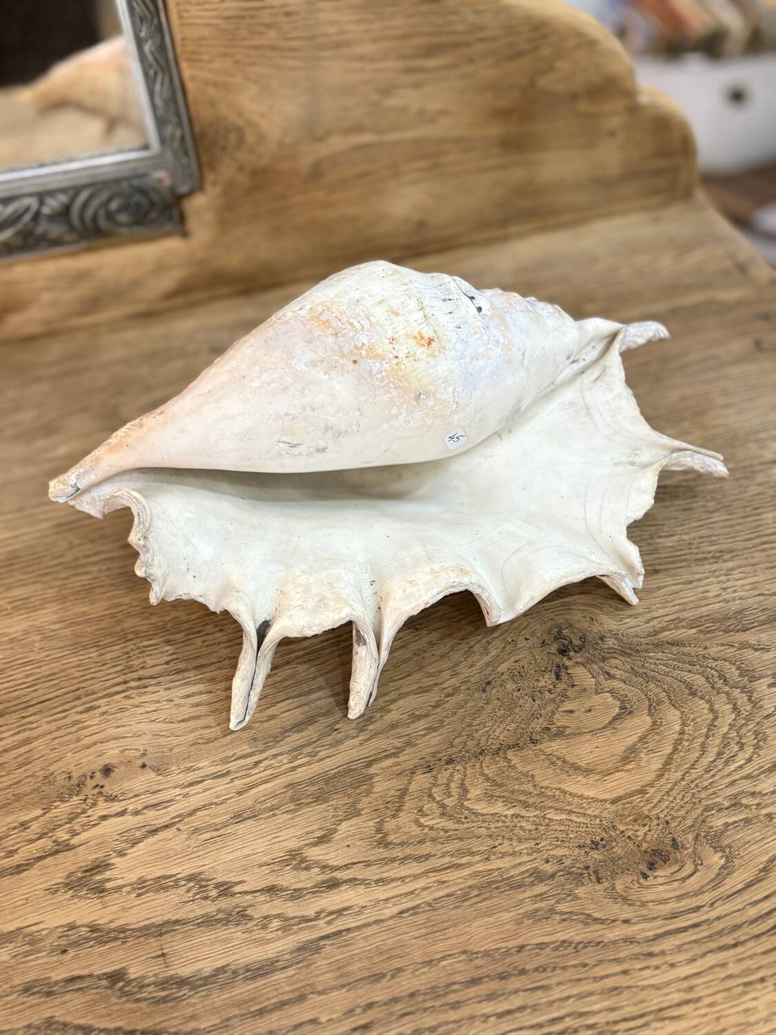 Large ancient blackcurrant shell
