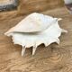 Large ancient blackcurrant shell