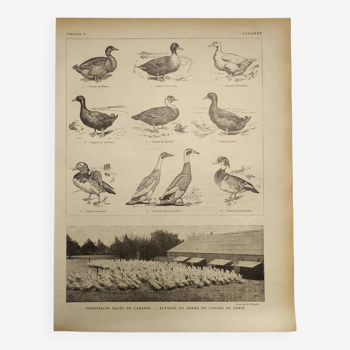 Gravure Originale de 1922 - Canard - Planche zoologique ancienne de ferme