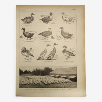Original engraving from 1922 - Duck - Old zoological farm board