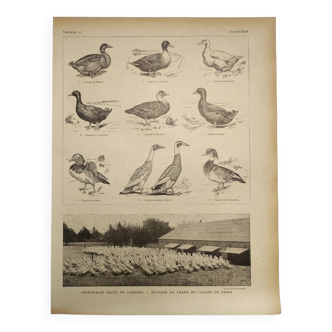 Original engraving from 1922 - Duck - Old zoological farm board