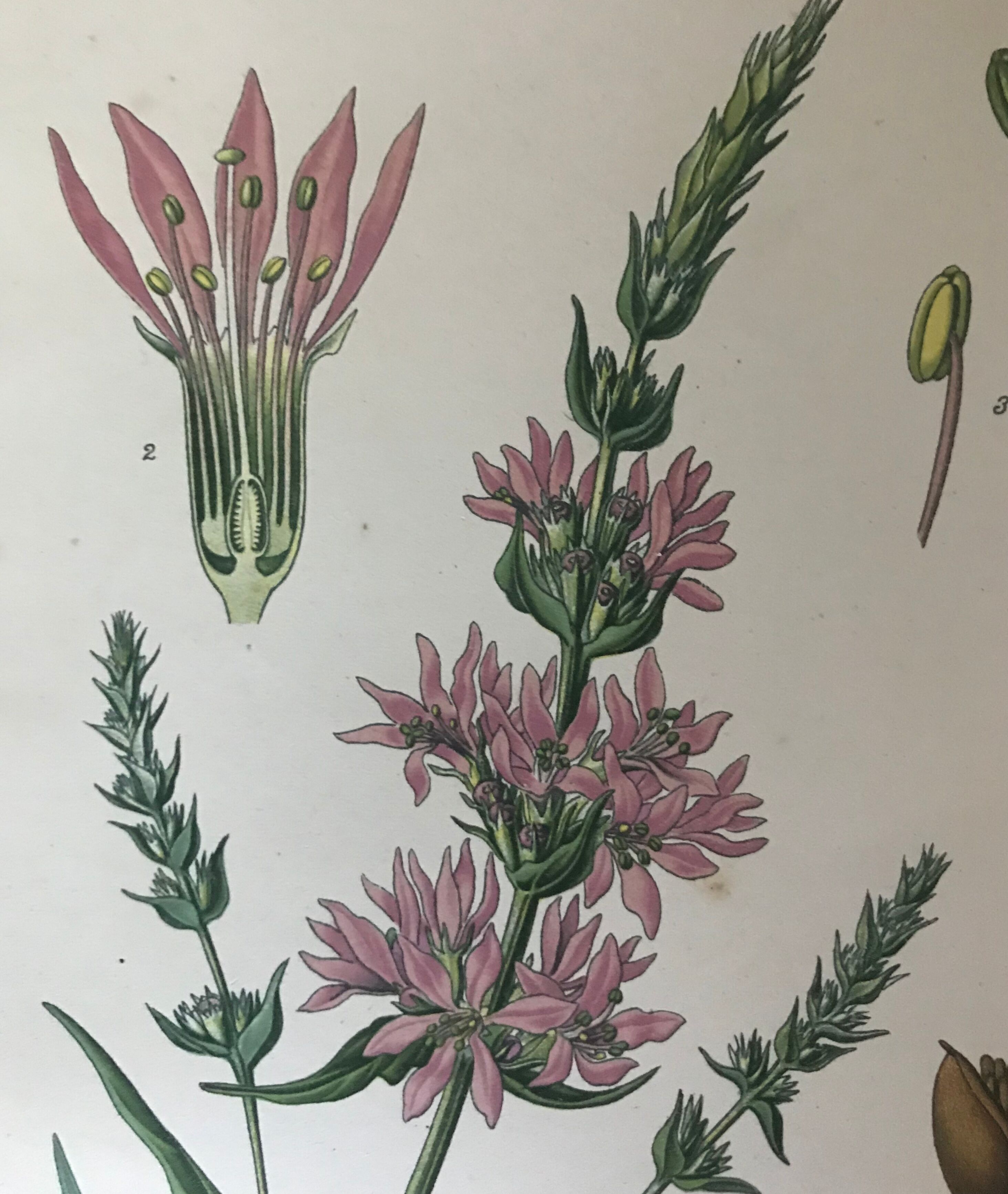 Planches botaniques de fleurs roses 1891