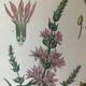 Planches botaniques de fleurs roses 1891