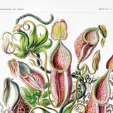 Poster about carnivorous plants, based on an old lithograph