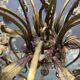 Large Florentine Tole Chandelier with Murano Glass Flowers, Italy, 195