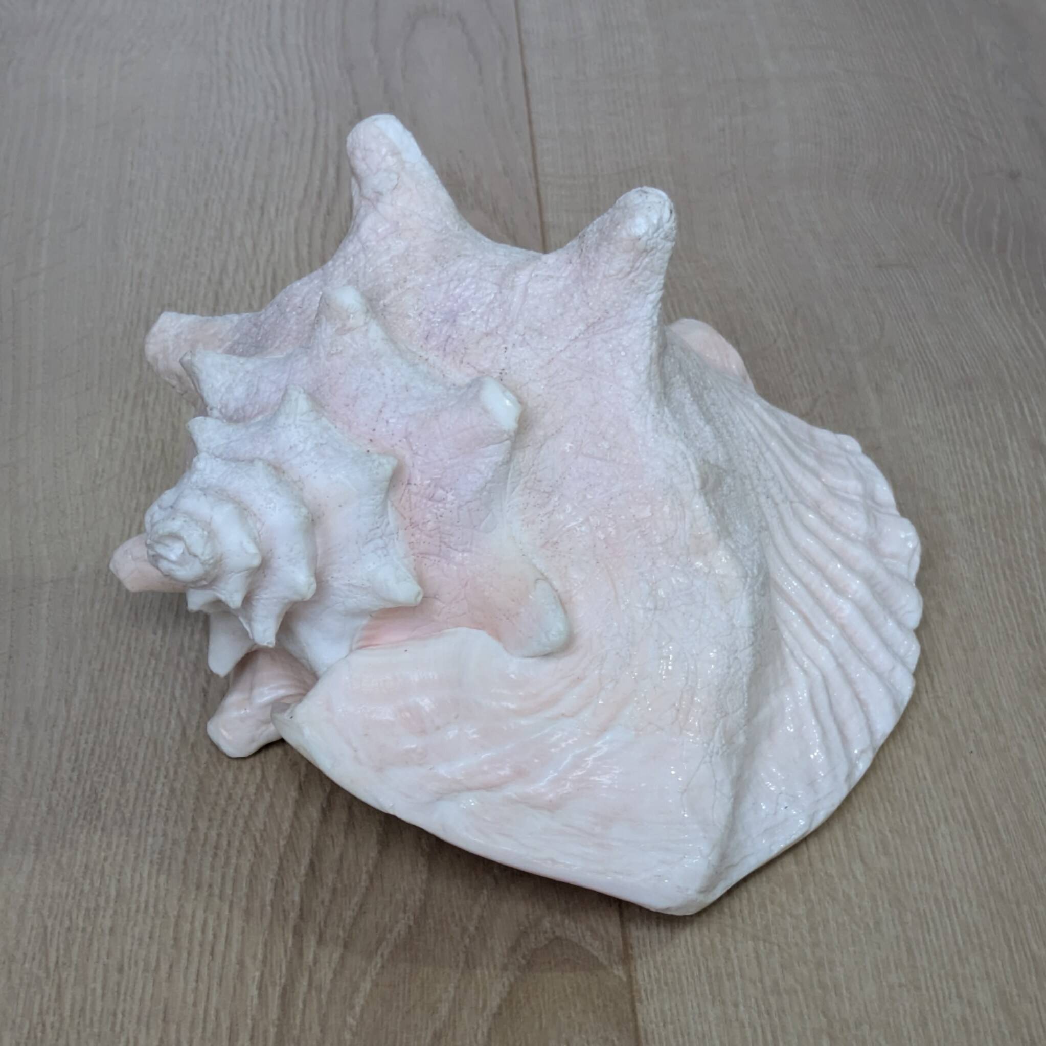 Heavy Marine Shell "Lambi" (Strombus Gigas) - Pink Interior - 1.37 kg