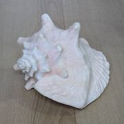 Heavy Marine Shell "Lambi" (Strombus Gigas) - Pink Interior - 1.37 kg