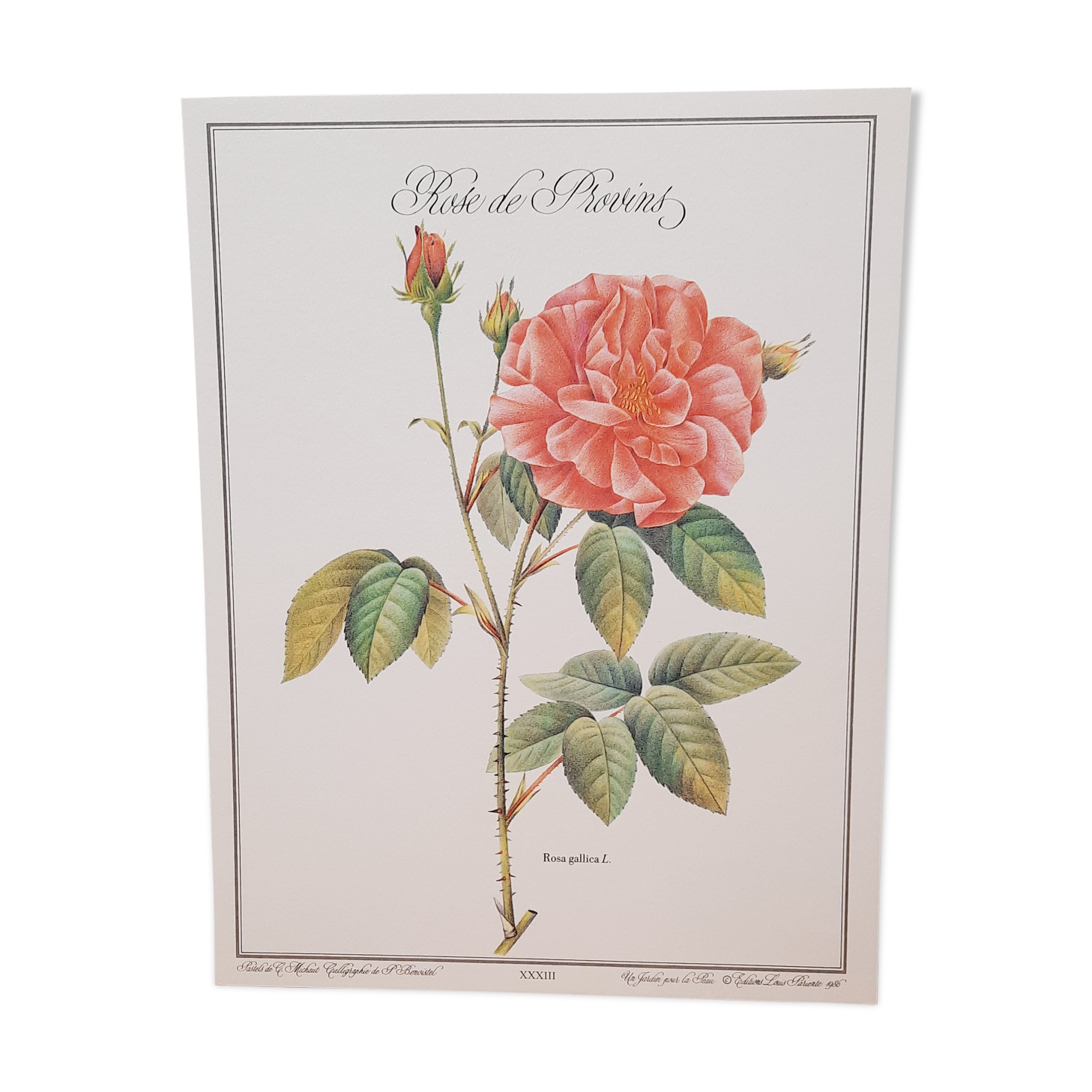 Botanical plate Rose de Provins