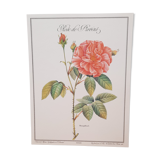 Botanical plate Rose de Provins
