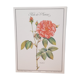 Planche botanique Rose de Provins