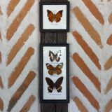 Naturalized butterfly frame