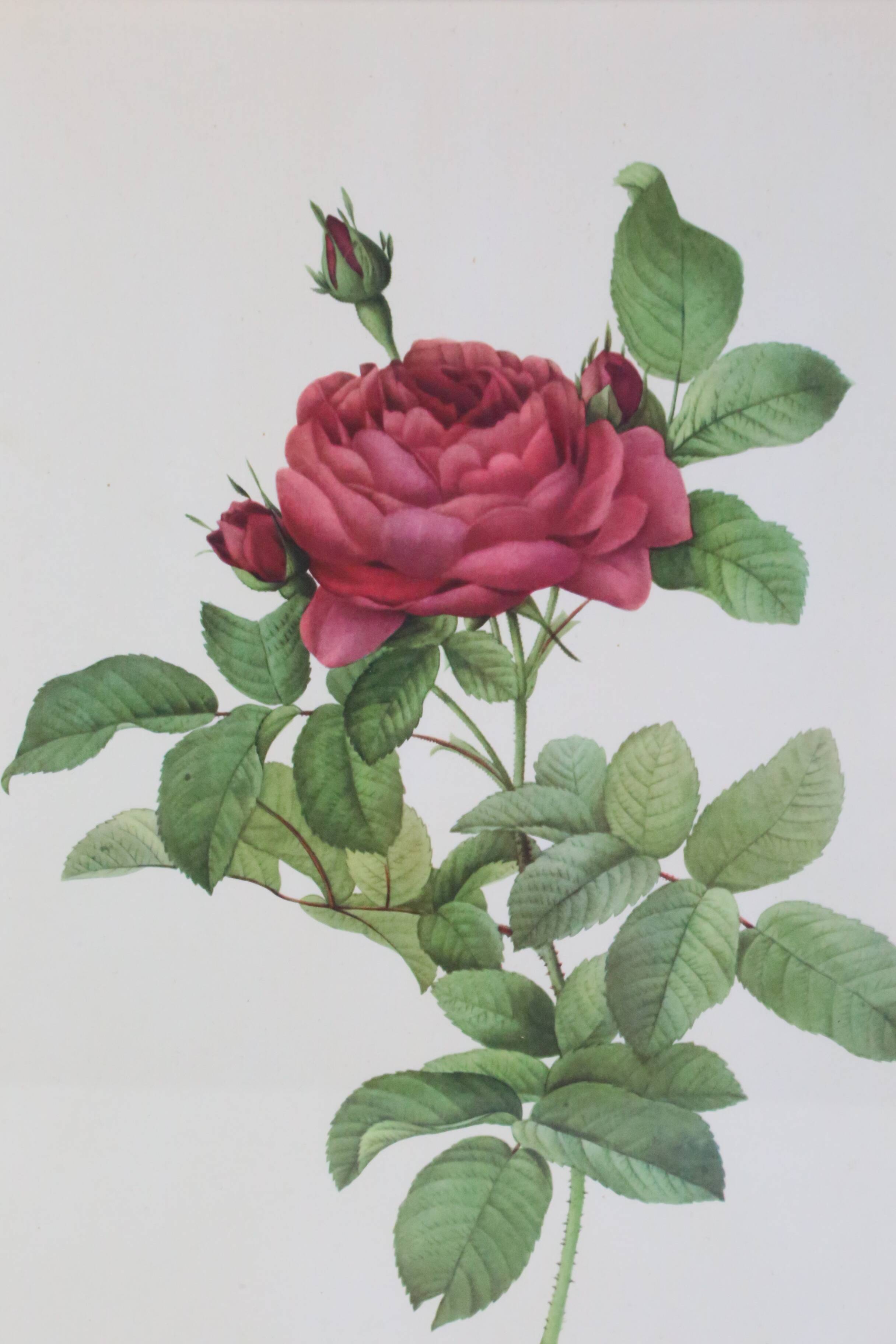 Large framed lithograph by Redouté