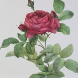 Large framed lithograph by Redouté