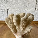 White coral
