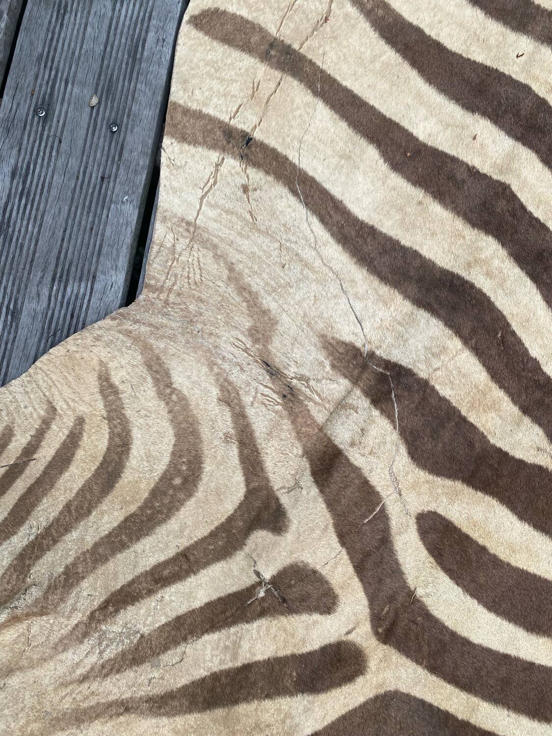 Peau de zèbre véritable
