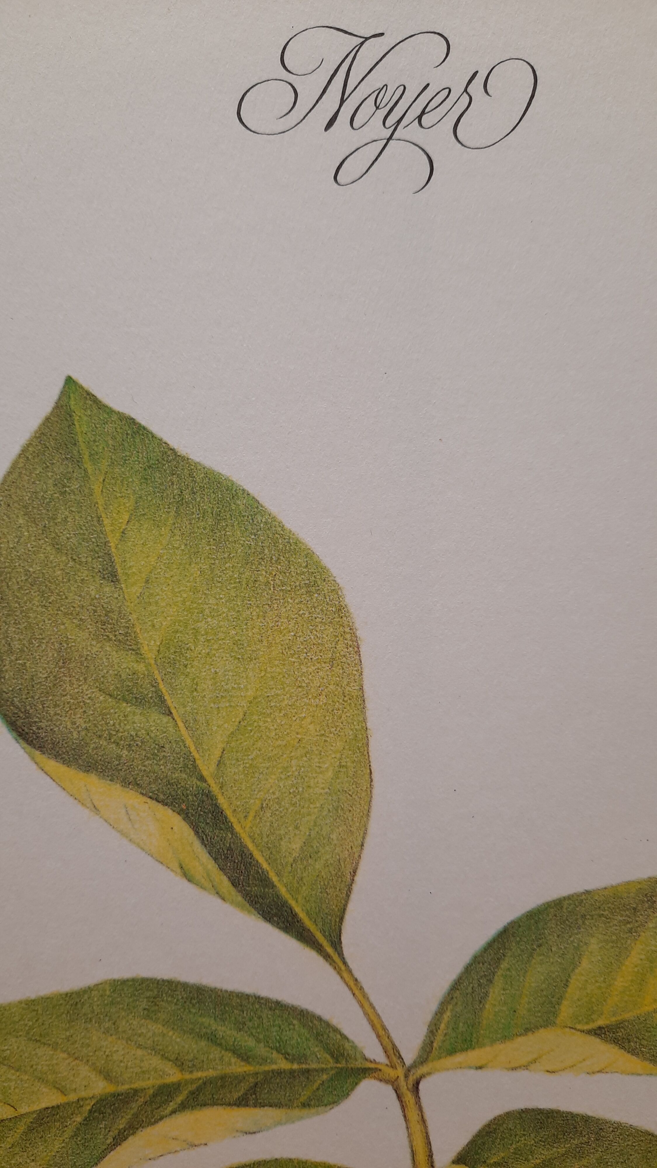 Botanical plank Walnut