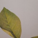 Botanical plank Walnut