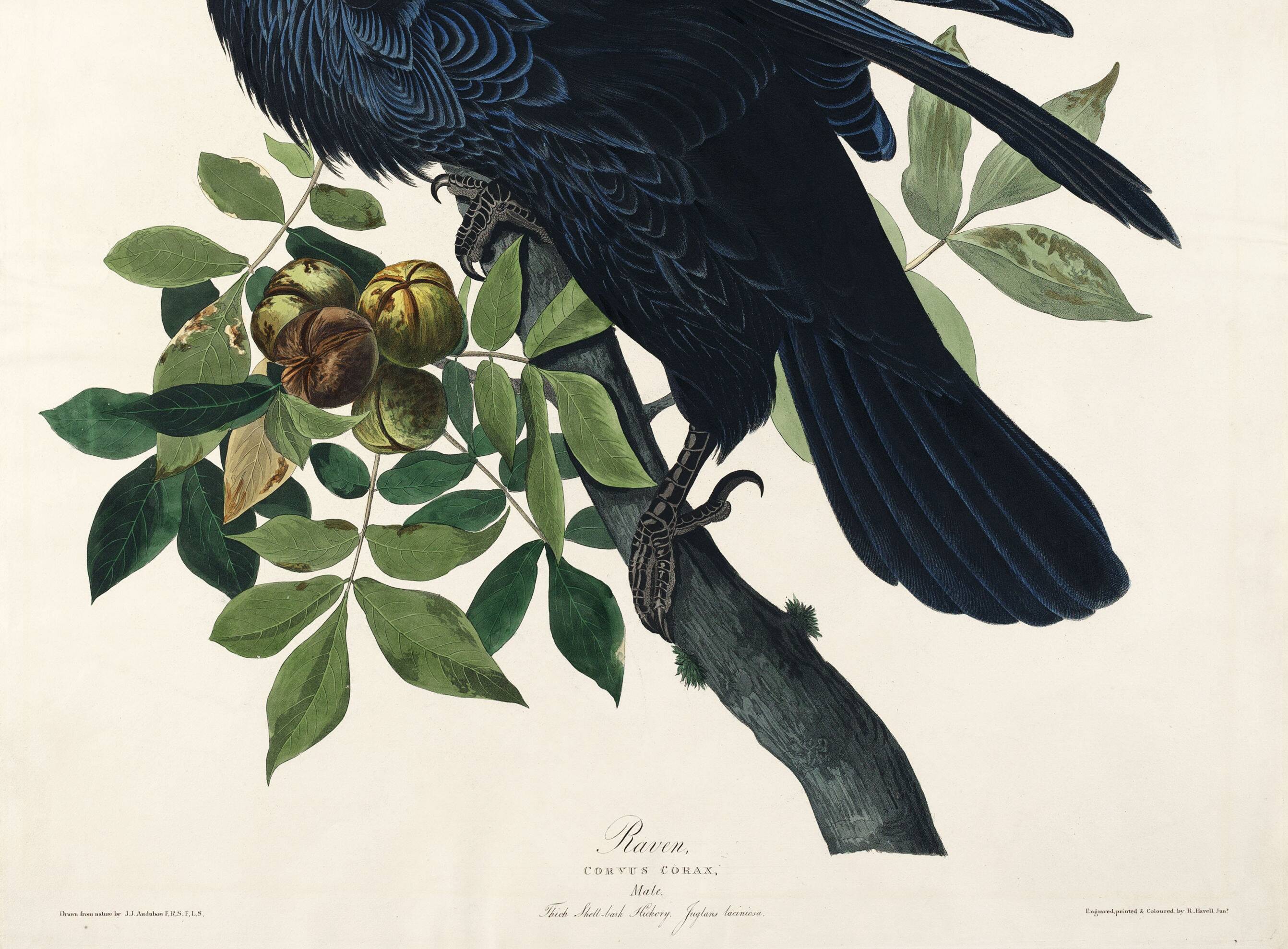 Poster about the Great Raven, based on an old engraving from 1827.