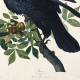 Poster about the Great Raven, based on an old engraving from 1827.