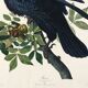 Poster about the Great Raven, based on an old engraving from 1827.