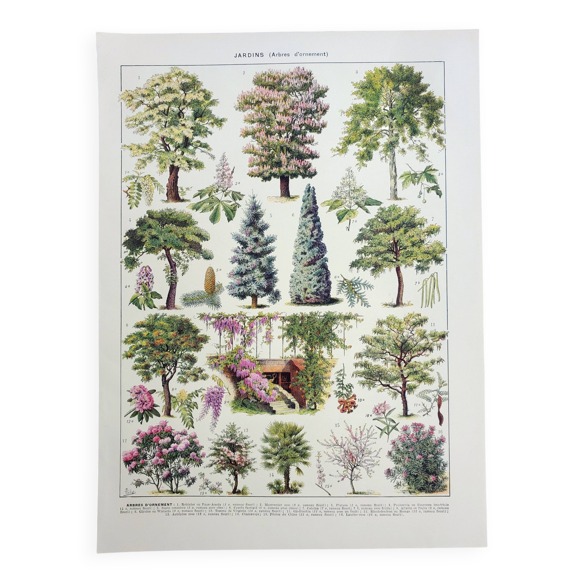 Gravure ancienne 1922, Fleurs vivaces, botanique, plantes, jardin • Lithographie, illustration origi
